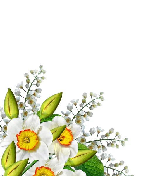 Fleurs printanières narcisse isolé sur fond blanc — Photo
