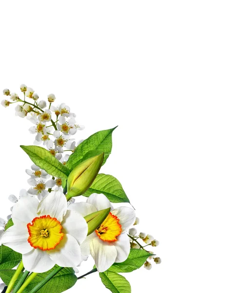 Lente bloemen narcissus geïsoleerd op witte achtergrond — Stockfoto