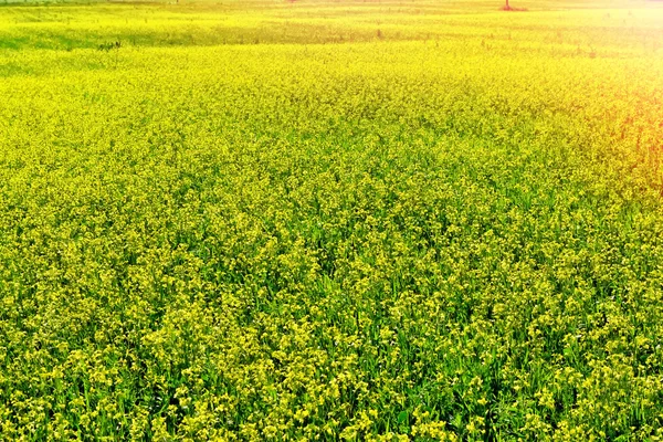 Летний пейзаж. Желтые цветы зимний крест. изнасилование — стоковое фото