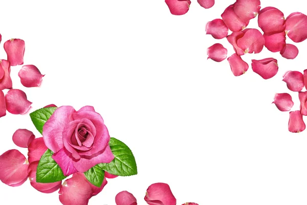Os botões de flores rosas. Cartão de férias — Fotografia de Stock