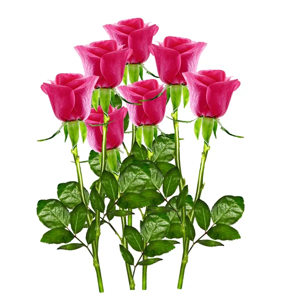 A bimbók, virágok Rózsa. — Stock Fotó