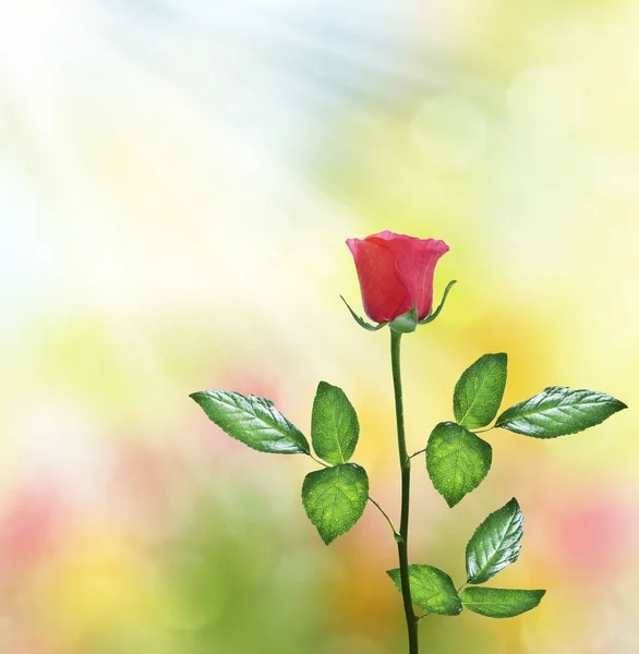 The buds of flowers roses. Holiday card — Stock Photo, Image