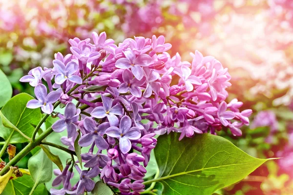 Spring landscape. Fragrant branch of beautiful flowers lilac. — Stock Photo, Image