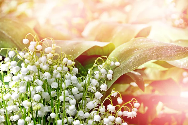 Bloemen lelietje-van-dalen — Stockfoto