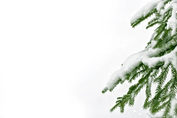 Winter landscape. Snow covered trees Stock Photo