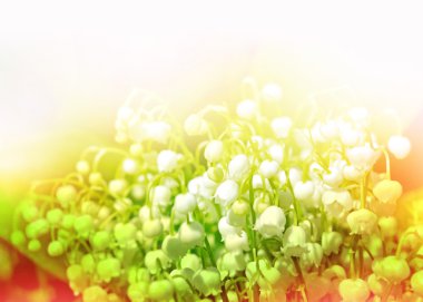  çiçekler lily vadi