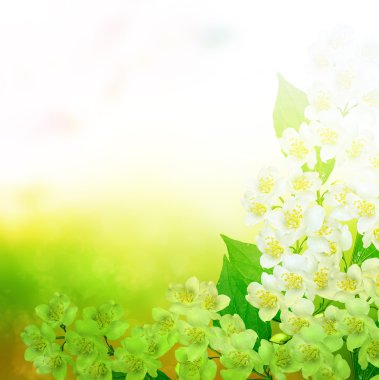 Beyaz Yasemin çiçeği. 