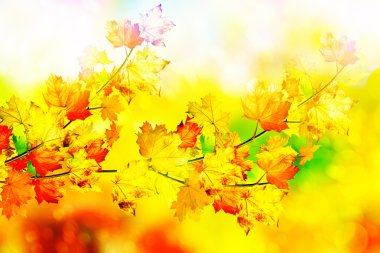 herfst gebladerte. Gouden herfst. 