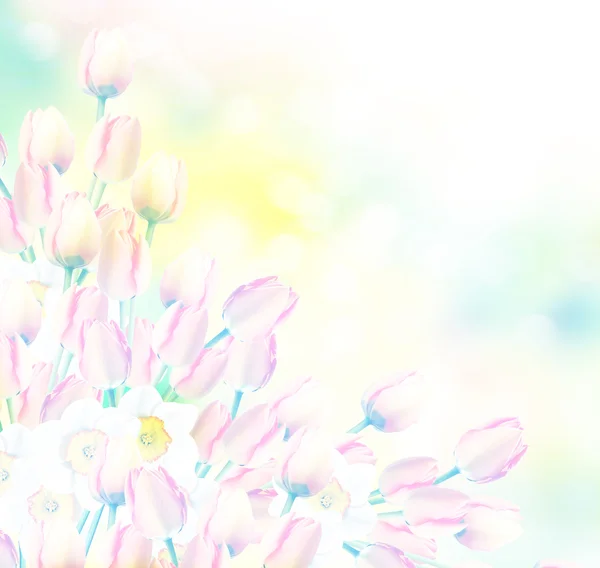 Красиві весняні квіти нарциси. червоний тюльпан — стокове фото