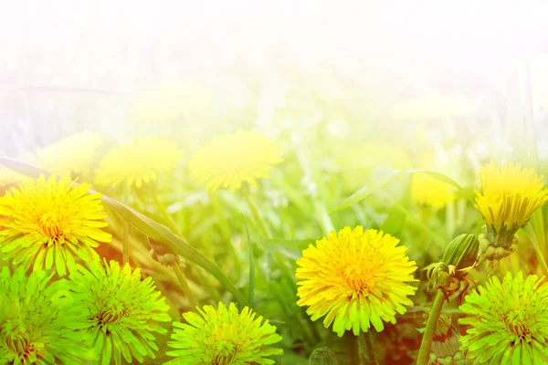 Fluffiga maskros blomma mot bakgrund av sommaren lan — Stockfoto