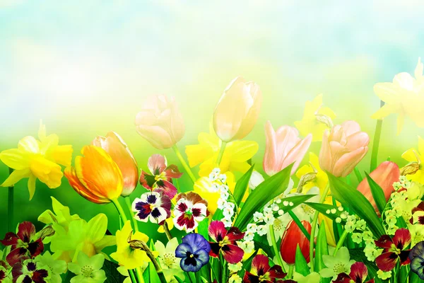 Spring flowers daffodils and tulips — Stock Photo, Image