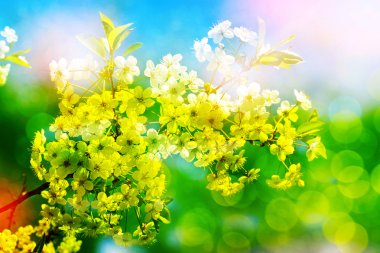  Çiçekli kiraz. Bahar çiçekli Bahçe.