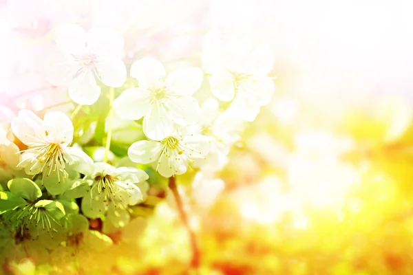 . Blühende Kirschen. Frühjahrsblühender Garten. — Stockfoto