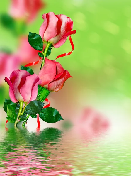 Los capullos de las flores rosas — Foto de Stock