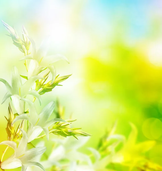 Floral achtergrond van delicate bloemen bluebells — Stockfoto