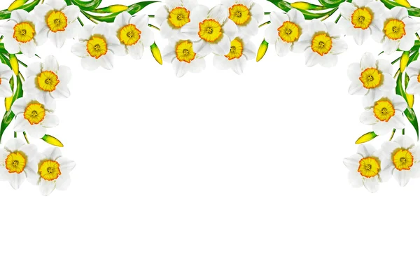 Spring flowers narcissus isolated on white background — Stock Photo, Image