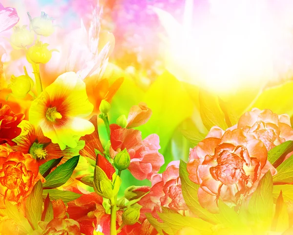 Paisagem verão. Malva de ramos floridos — Fotografia de Stock