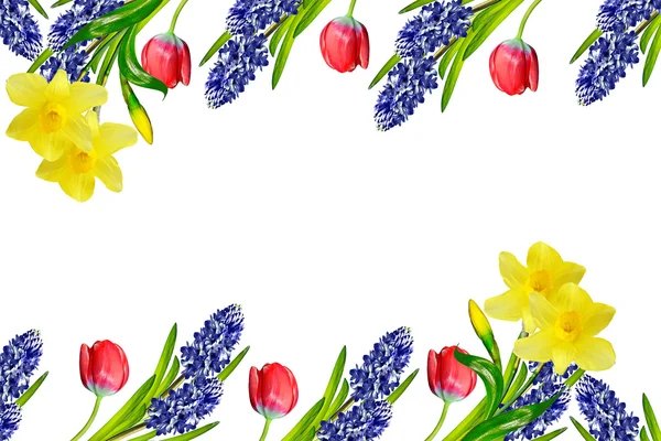 Frühlingsblumen Hyazinthen isoliert auf weißem Hintergrund. — Stockfoto