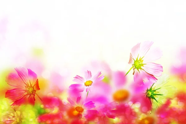 Flores cosmos rosa e branca . — Fotografia de Stock