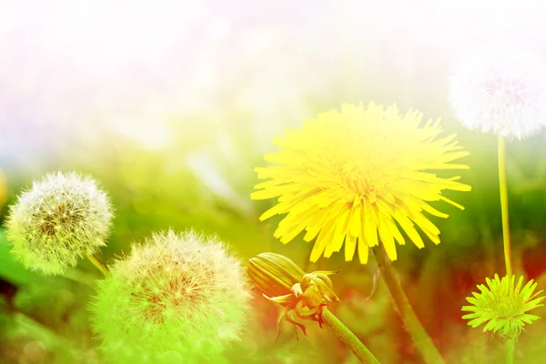 Flauschige Löwenzahnblüte vor dem Hintergrund des Sommerlochs — Stockfoto