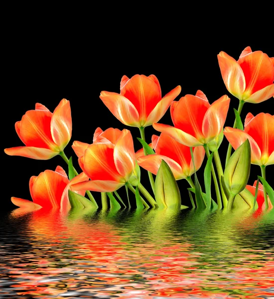 spring flowers tulips isolated on black background.