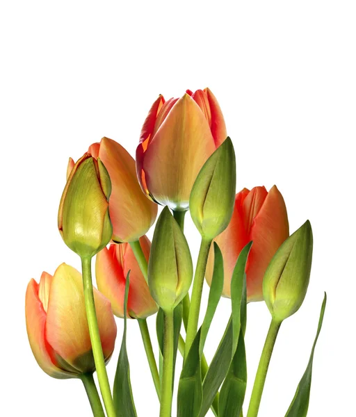 spring flowers tulips isolated on white background. beautiful fl
