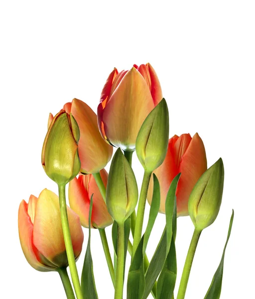 Spring flowers tulips isolated on white background. beautiful fl — Stock Photo, Image