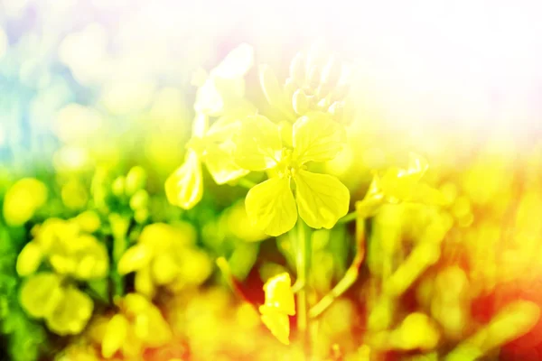 Sommerlandschaft. gelbe Blüten Winterkresse — Stockfoto
