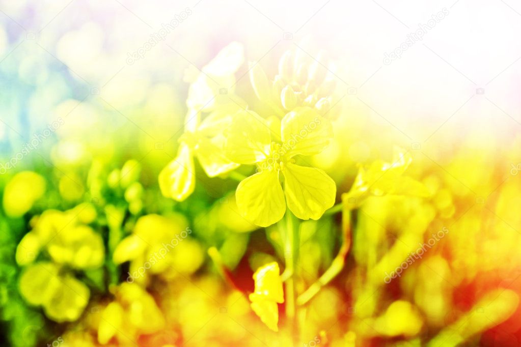 Summer landscape. Yellow flowers winter cress
