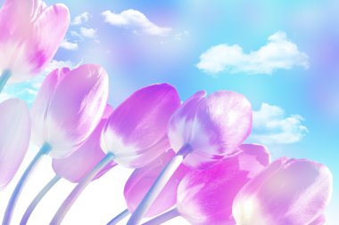 Bahar bulutlar ile mavi gökyüzü arka plan üzerinde çiçekler