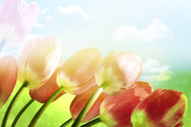 Bahar bulutlar ile mavi gökyüzü arka plan üzerinde çiçekler