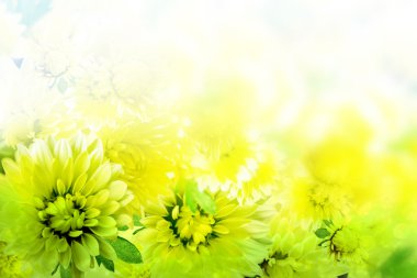 çiçekler dahlias arka plan