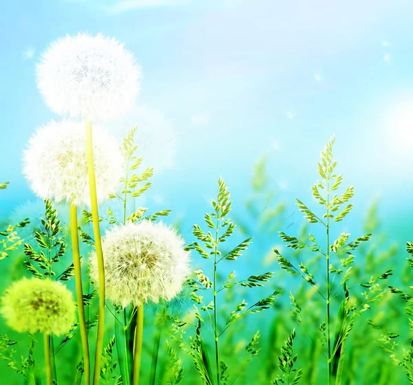 Hierba verde sobre fondo azul cielo — Foto de Stock