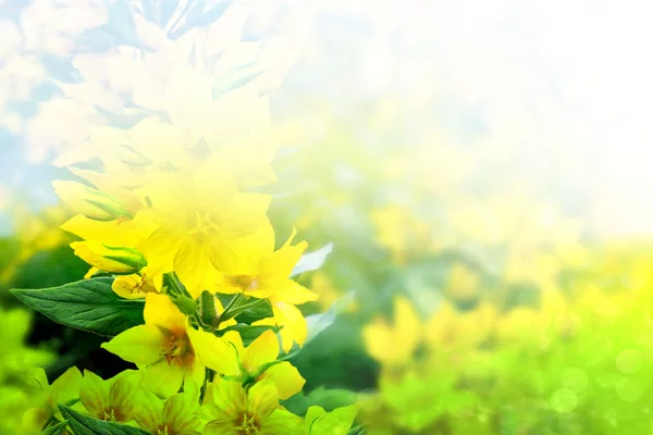 Paesaggio estivo con fiori selvatici gialli — Foto Stock