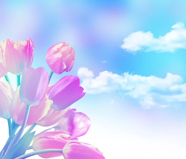 Spring flowers tulips on the background of blue sky with clouds — Stock Photo, Image