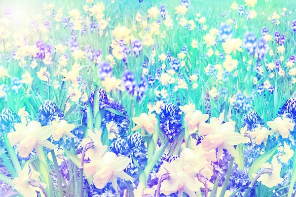 Summer landscape. flowers daffodils and hyacinth — Stock Photo, Image