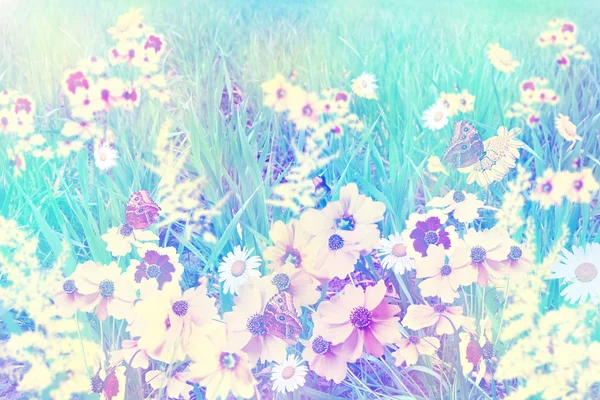 Summer landscape. field of flowers — Stock Photo, Image