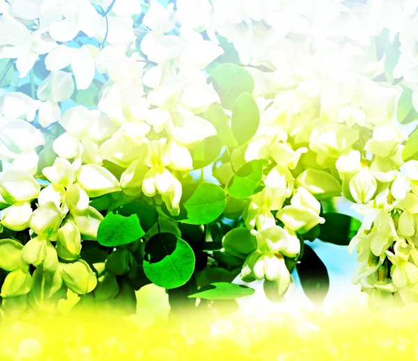 Květiny bílé akácie — Stock fotografie