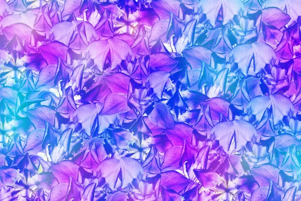 Fondo floral abstracto de flores iris — Foto de Stock