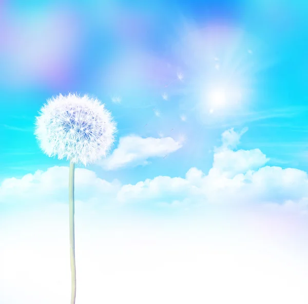 Pampeliška semena na modré obloze — Stock fotografie