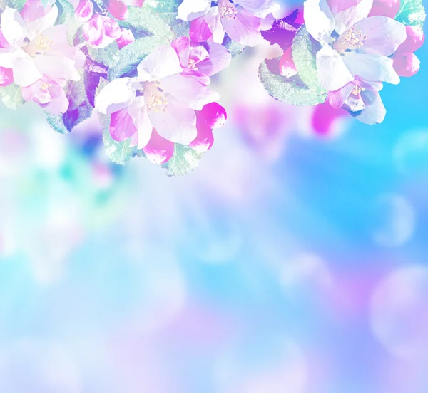 Ljuslila blommor. vackra fina vårblomma — Stockfoto