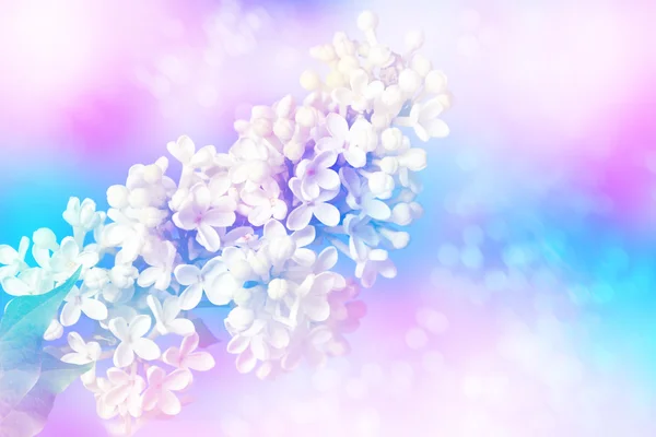 Bouquets de fleurs de lilas — Photo
