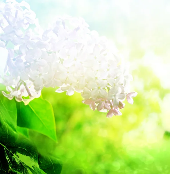 Fliederblüten. schöne zarte Frühlingsblume — Stockfoto