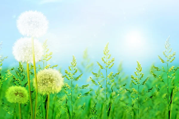 Hierba verde sobre fondo azul cielo — Foto de Stock