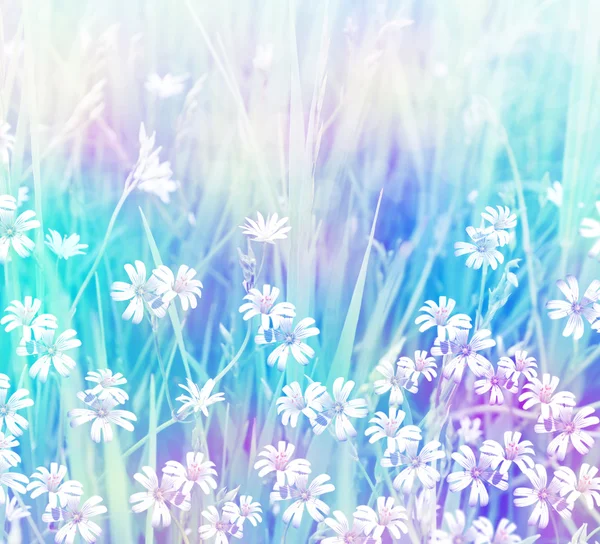 Kır çiçekleri, yatay yaz — Stok fotoğraf
