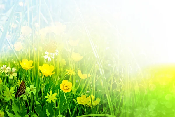 Fiori di campo ranuncoli e farfalle — Foto Stock