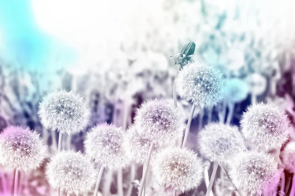 Pluizig paardebloem bloem tegen de achtergrond van de zomer lan — Stockfoto