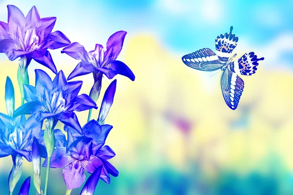 Iris bloemen en vlinder — Stockfoto