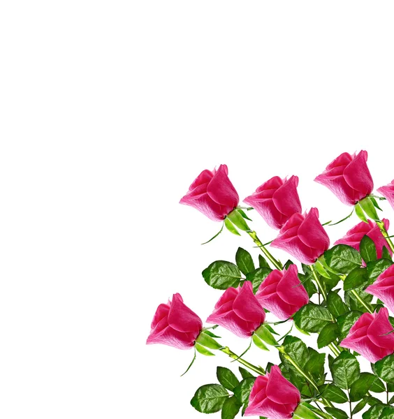 De toppen van bloemen rozen. — Stockfoto