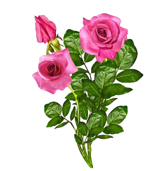 The buds of flowers roses. — Stock Photo, Image